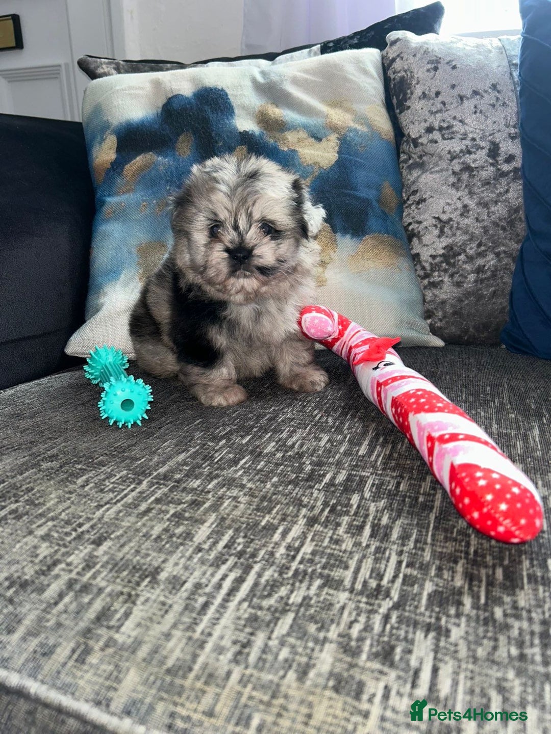 Pomeranian dogs for sale: TINY MARBLE POMERANIAN GIRL  - Image 9