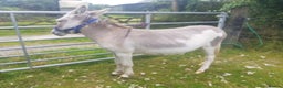 Donkey livestock for sale: DONKEYS jenny 9yo & gelding 3yo, inc wooden cart - Advert 4
