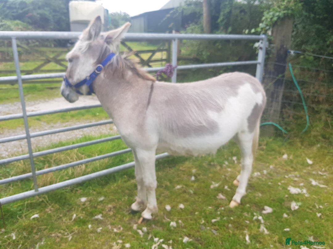 Donkey livestock for sale: DONKEYS jenny 9yo & gelding 3yo, inc wooden cart - Advert 4