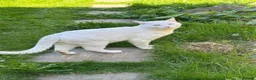 Mixed Breed cats for sale: 6-year-old rescue cat who seeks calm, loving home. - Advert 12
