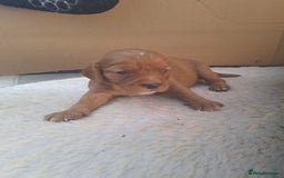 Cockalier dogs for sale: Cockerliers  health tested parents  - Image 24