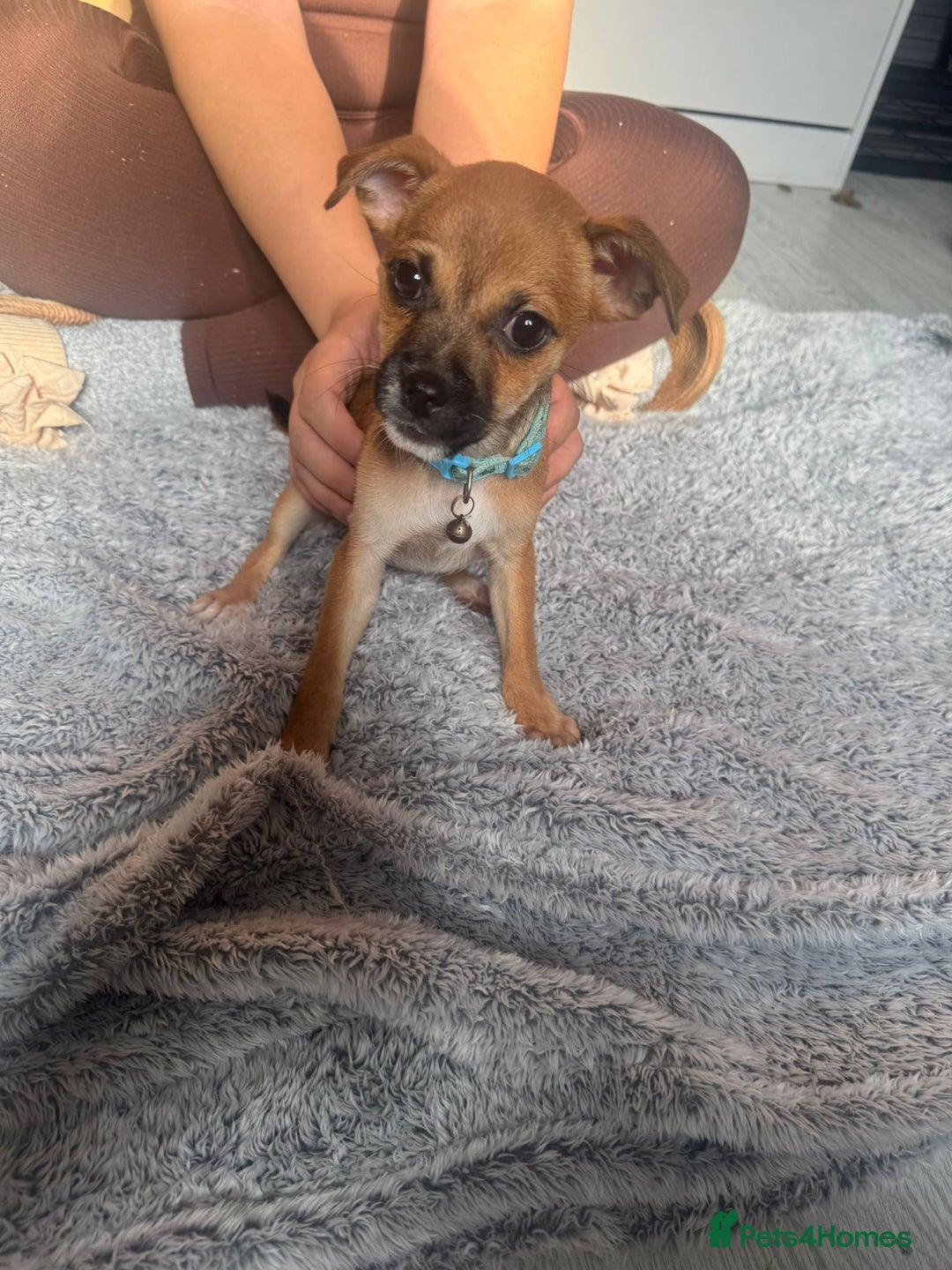Mixed Breed dogs for sale: Chihuahua puppies £300 - Image 20