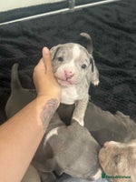 American Bully dogs Forever friend ❤️ - Advert 2