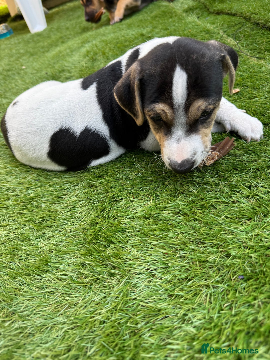 Jack Russell dogs for sale: 🐾Jack Russell Puppies🐾 - Image 18