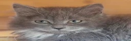 Persian cats for sale: Half perian lovley kittens  - Advert 5