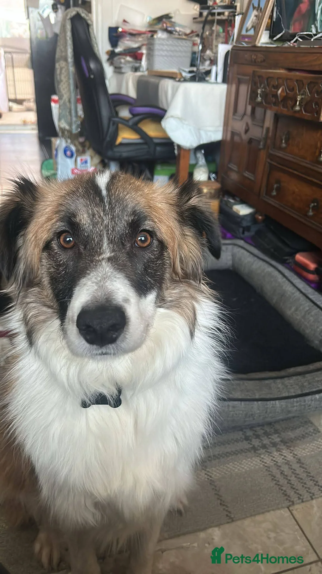 Mixed Breed dogs for adoption: Meet Musketeer,  currently residing in Fife - Advert 5