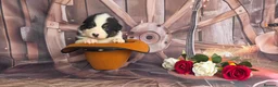 Australian Shepherd dogs for sale: Australian shepherds  - Advert 16