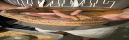 Mixed Breed reptiles for sale: Various snakes for sale - Advert 11