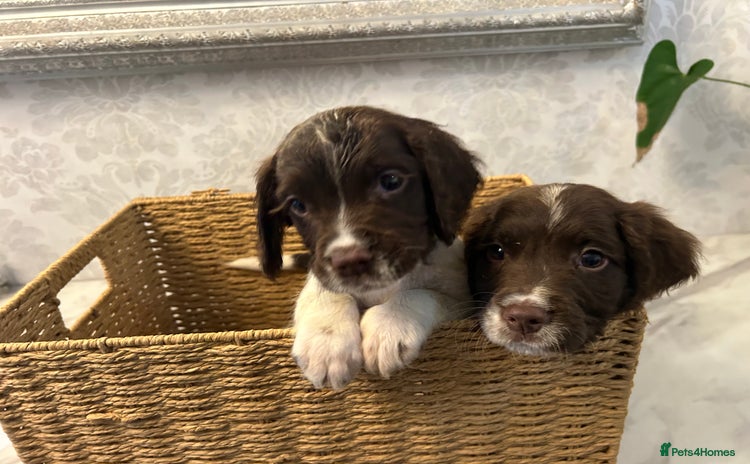 English Springer Spaniel dogs 2 Gorgeous Kc registered springer spaniels  - Advert 1