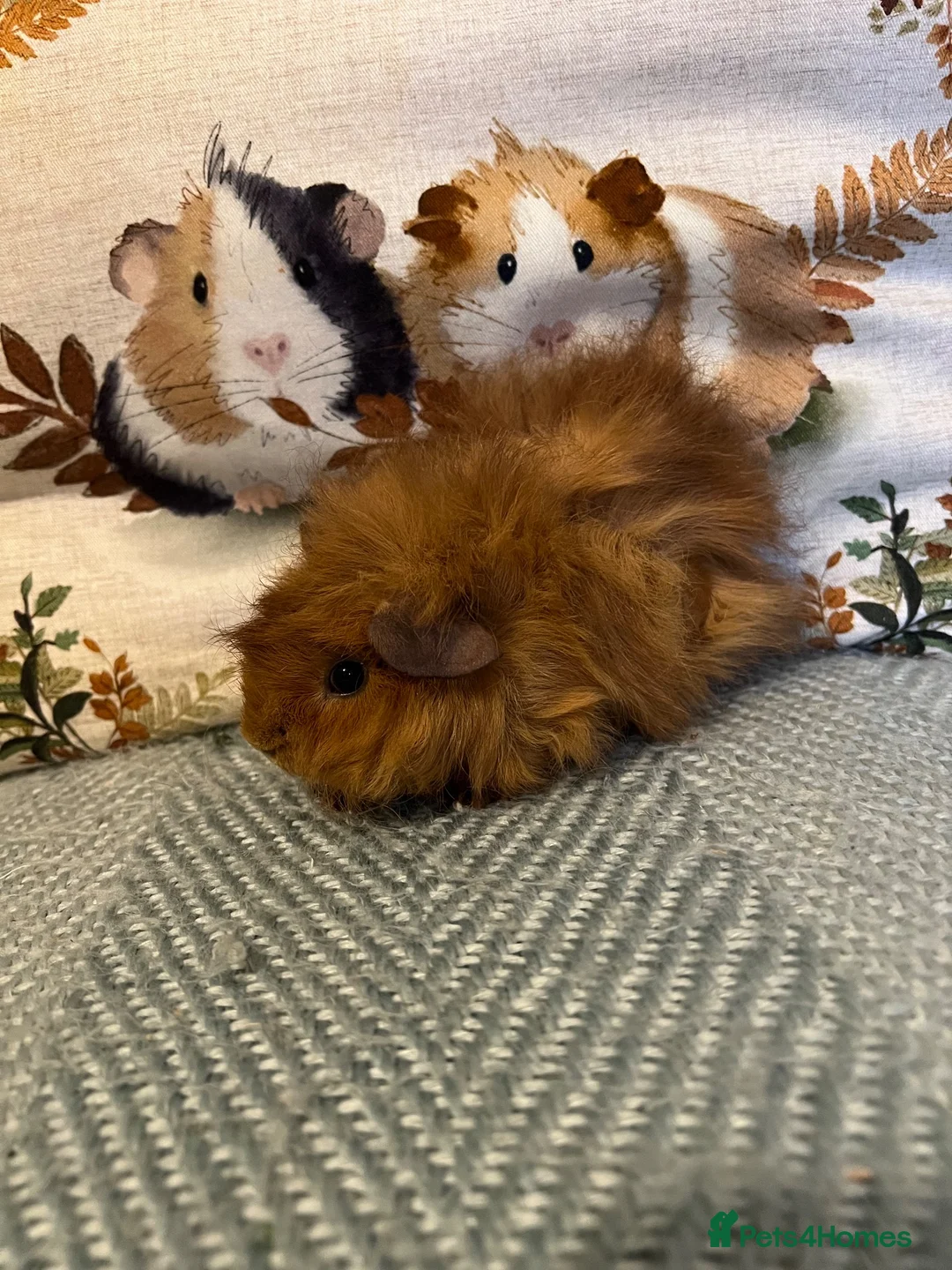 Guinea Pig rodents for sale: Lunkarya Mix Baby Male Guinea Pigs for Sale - Advert 8