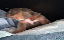 English Bulldog dogs for sale: 2 Lilac Tri english bulldogs - Advert 9