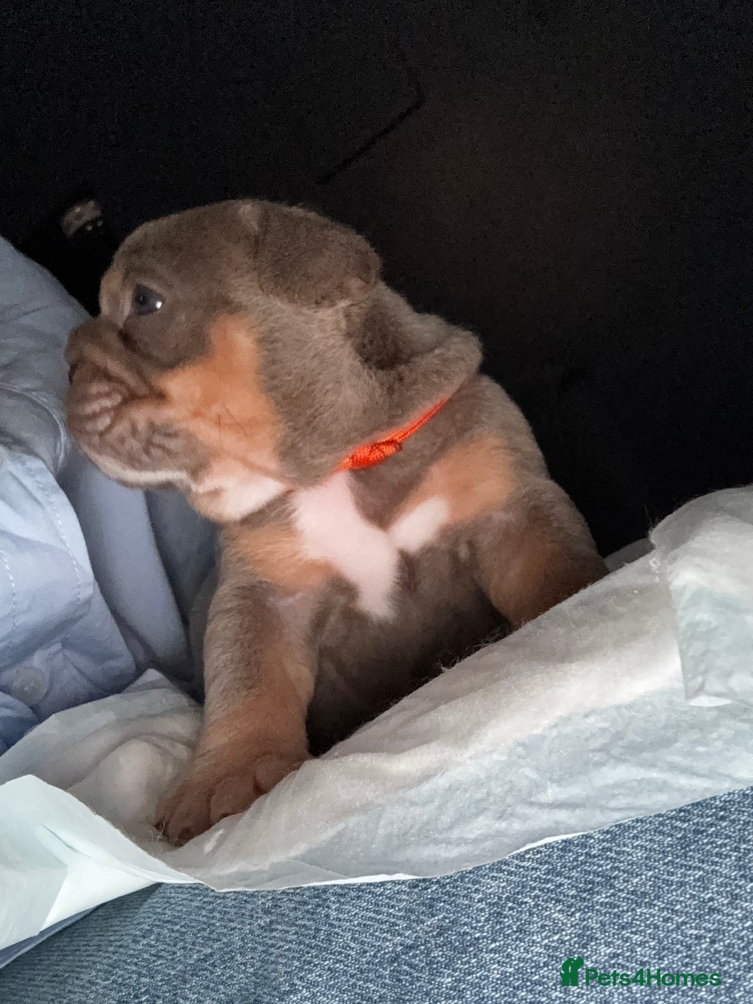 English Bulldog dogs for sale: 2 Lilac Tri english bulldogs - Advert 9