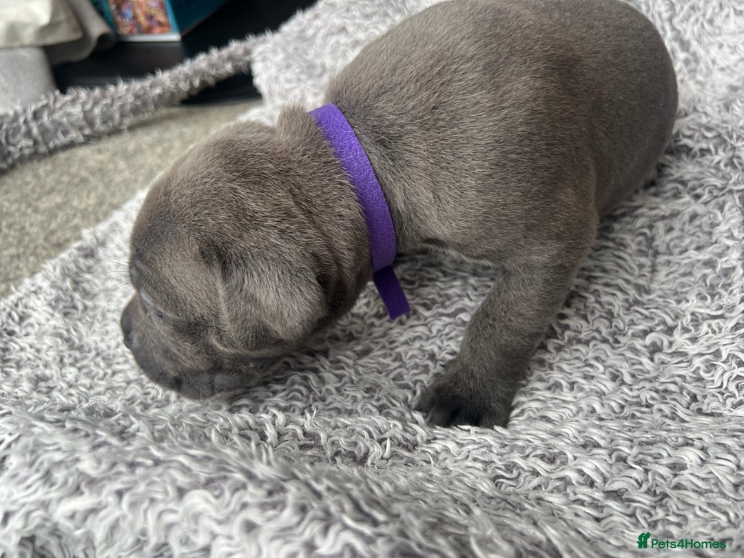 Cane Corso dogs for sale: Cane corsos puppies  - Advert 27