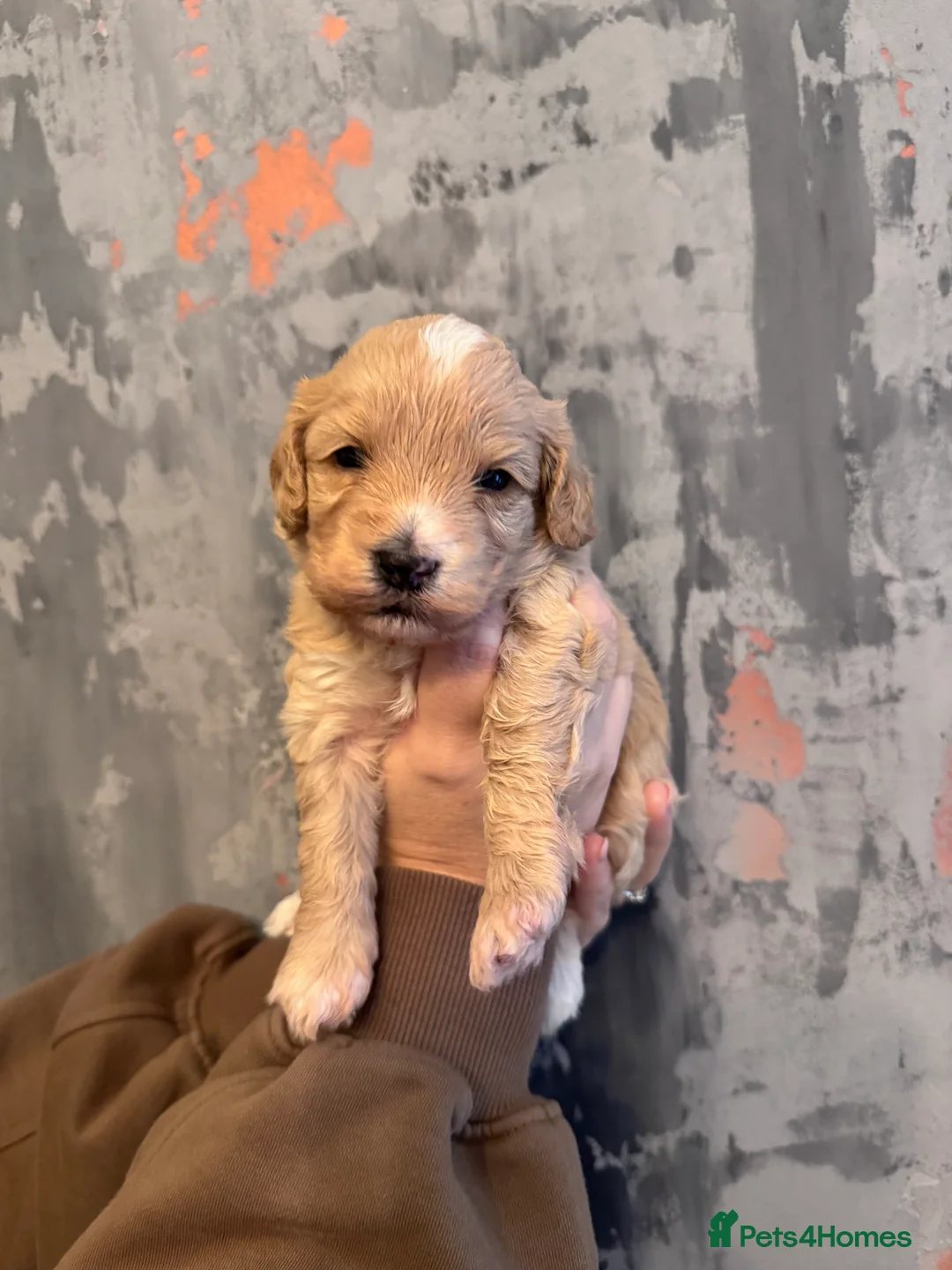 Cockapoo dogs for sale: Beautiful little of 6 cockapoo puppies - Advert 5