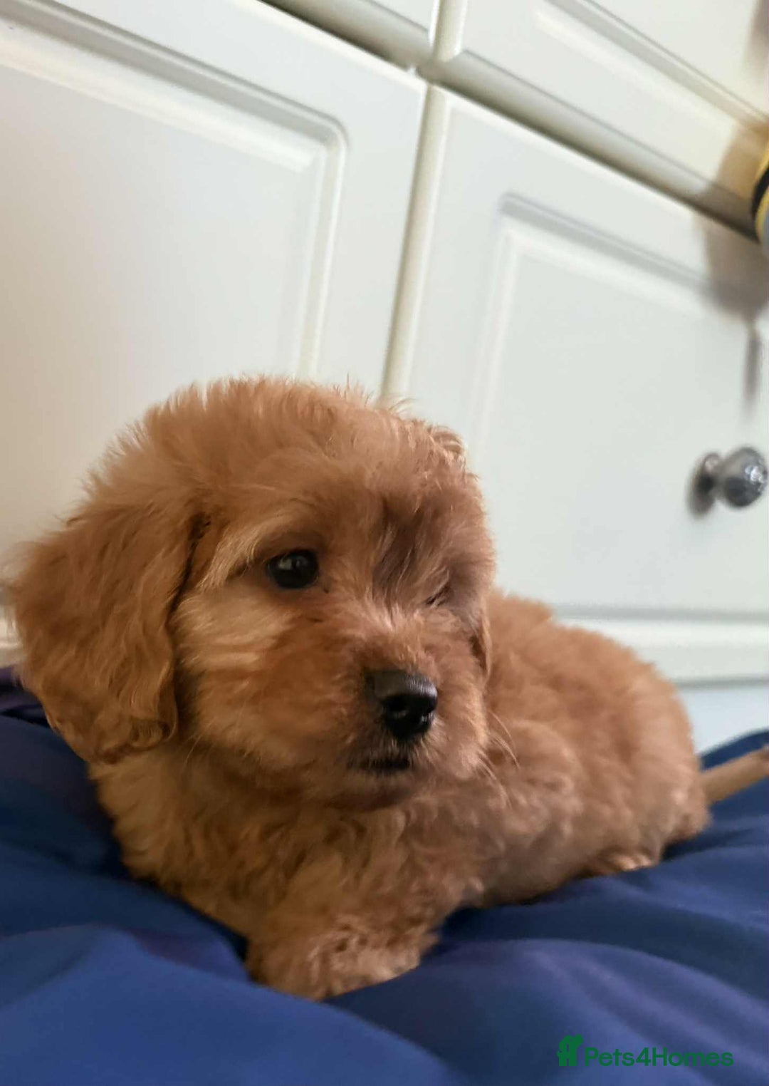 Cockapoo dogs for sale: Ready to beautiful cockapoo puppies  - Advert 14