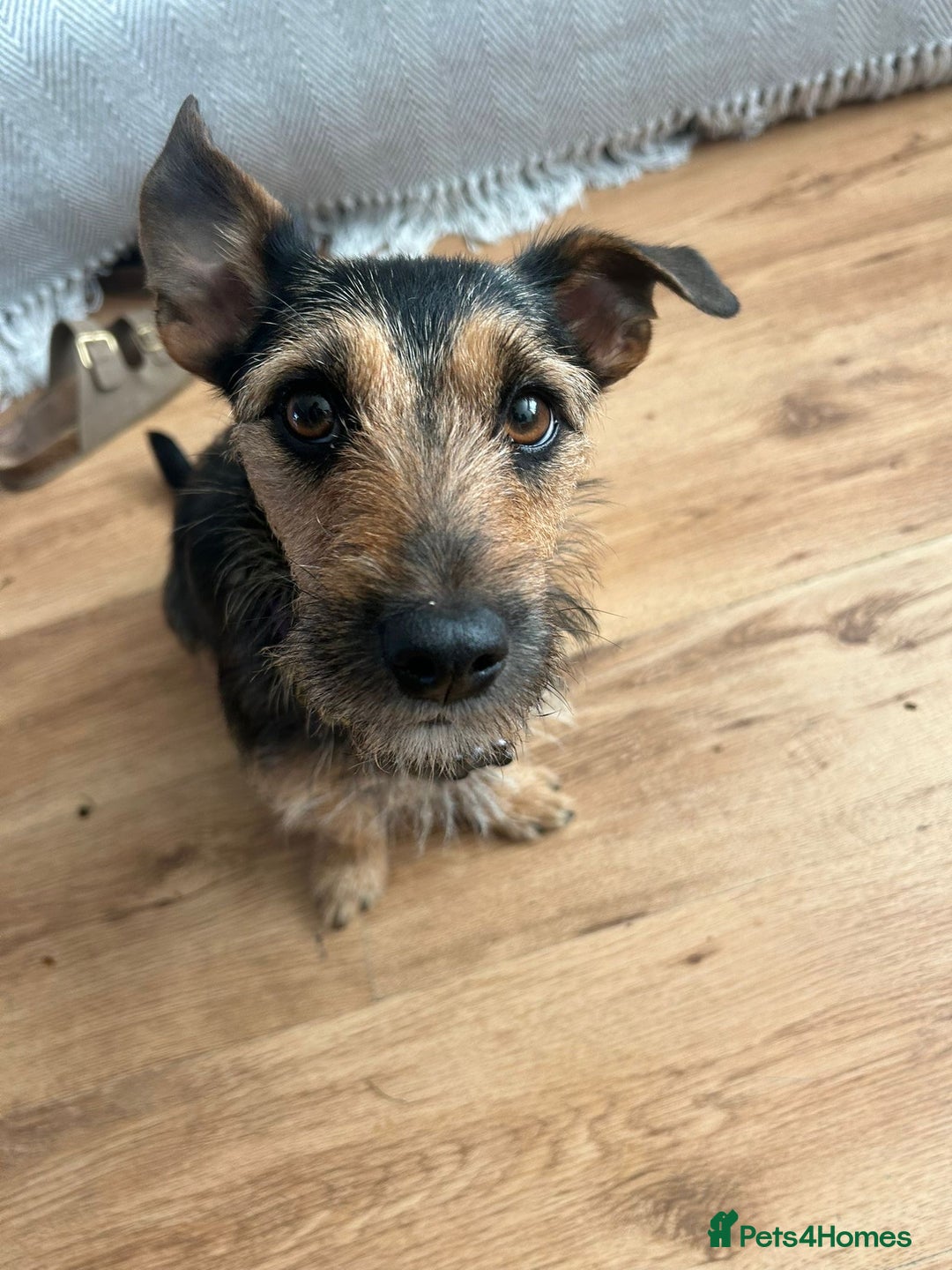 Jug dogs for sale: Jug puppies for sale 4 boys 2 girls 5 weeks old - Advert 10