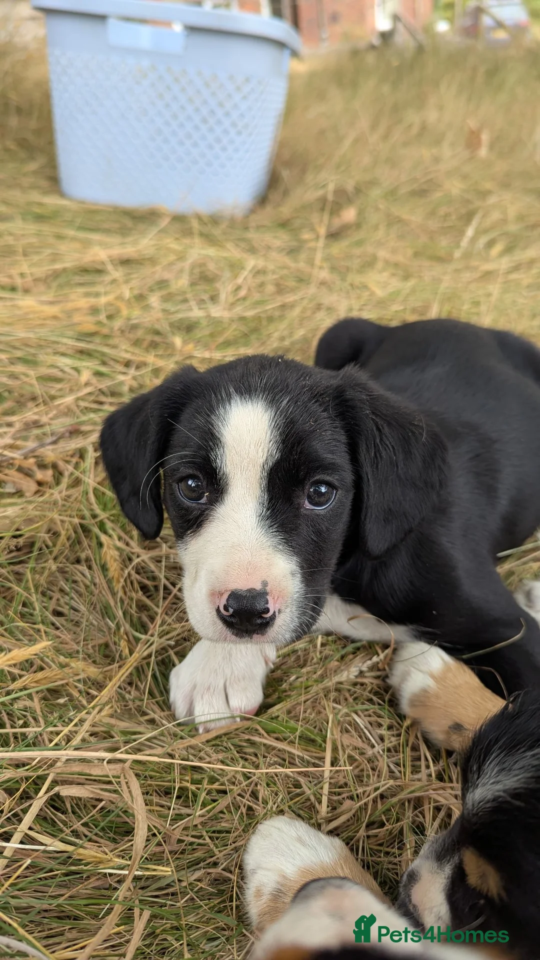 Mixed Breed dogs for sale: Cavalier x Collie - Advert 20