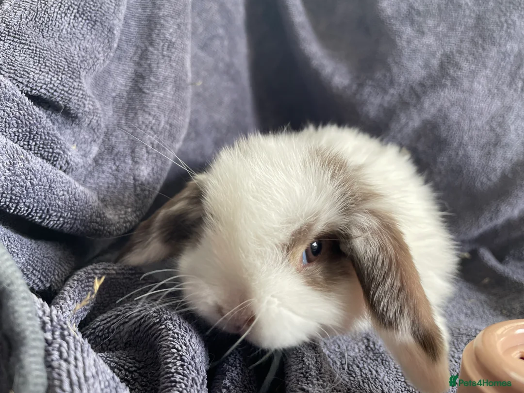 Mini Lop rabbits for sale: Mini lops ready to reserve  - Advert 2