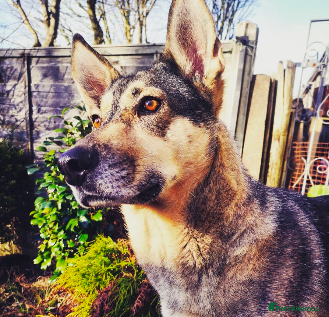 Mixed Breed dogs Lovely Nika is looking for forever home - Advert 5