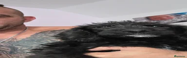 Labradoodle 