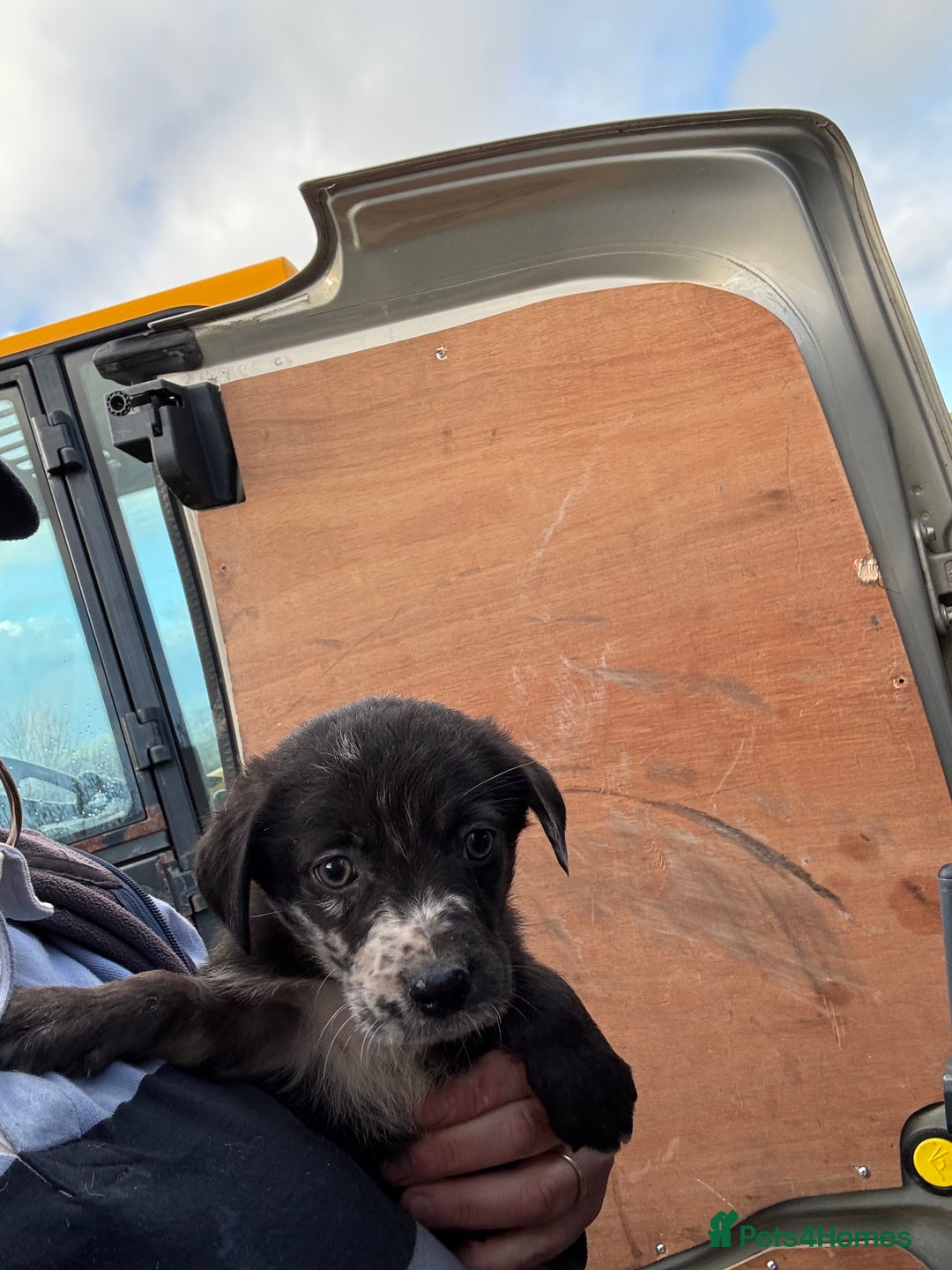 Mixed Breed dogs for sale: 🔥 collie x Labrador pups 🔥 - Advert 11