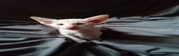 Oriental cats for sale: Oriental Siamese kittens in Sheffield - Advert 6