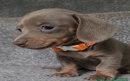 Miniature Dachshund dogs for sale: 🩷1 PETITE BABY LEFT💜READY TODAY HAD BOTH JABS 🩷 in Chorley - Image 4