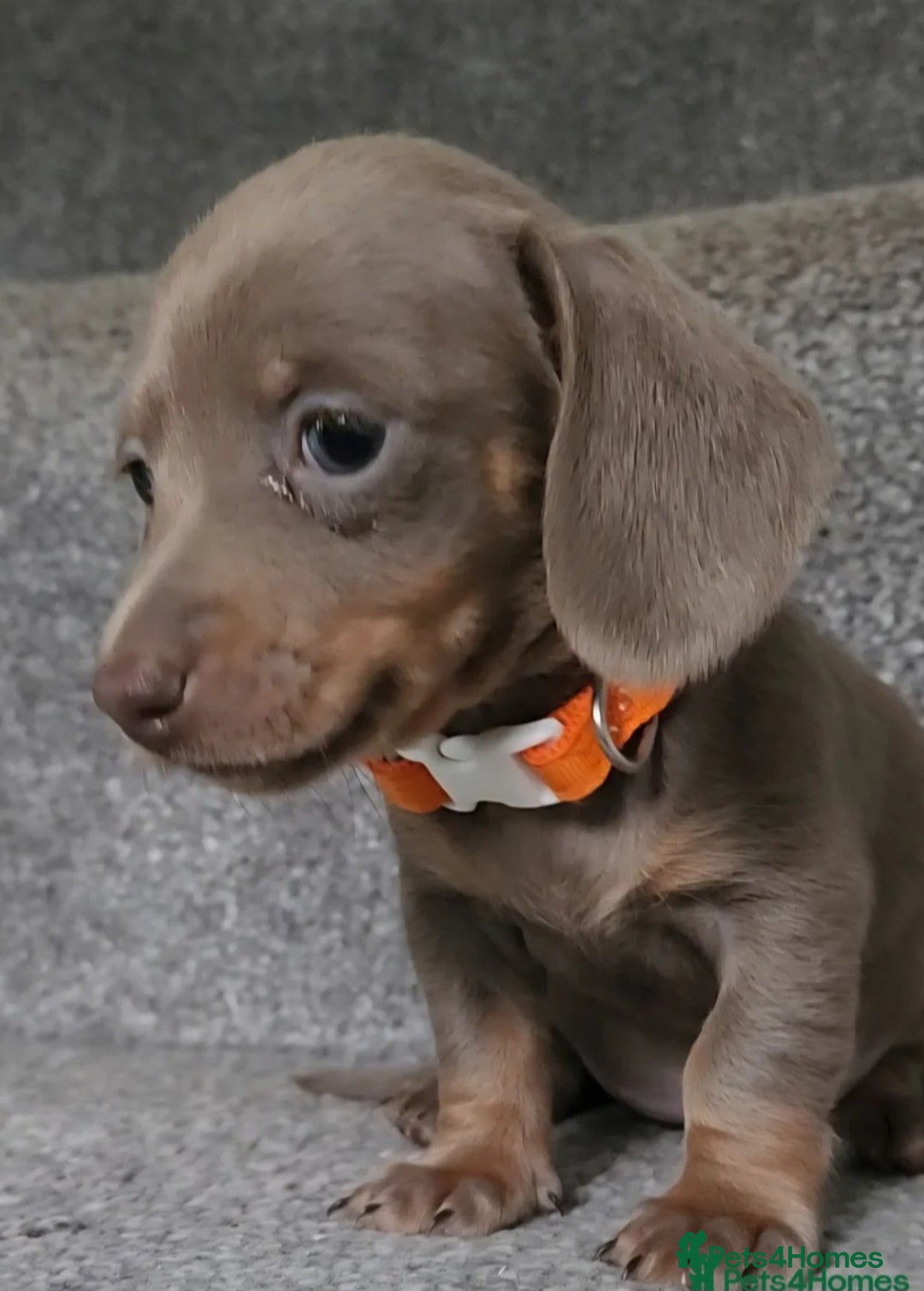 Miniature Dachshund dogs for sale: 🩷1 PETITE BABY LEFT💜READY TODAY HAD BOTH JABS 🩷 in Chorley - Image 4