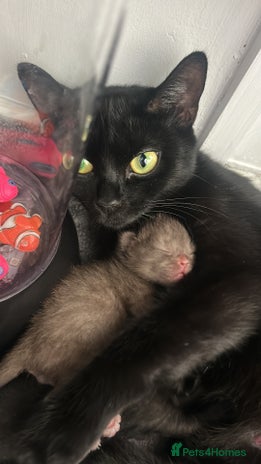 British Shorthair cats - Advert 7