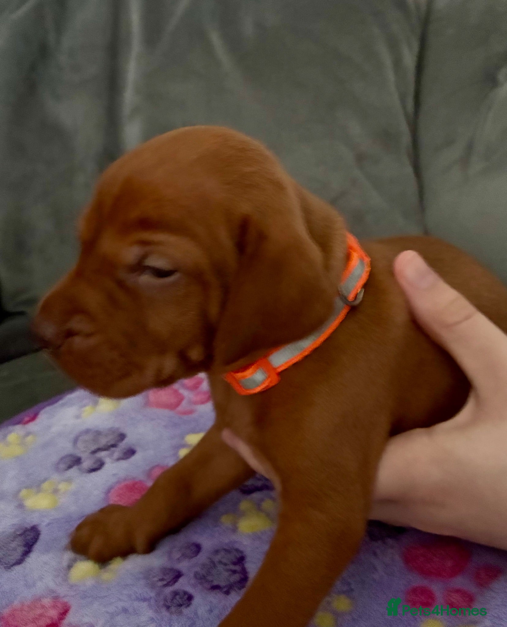 Hungarian Vizsla dogs Hungarian Vizsla Puppies - Advert 1
