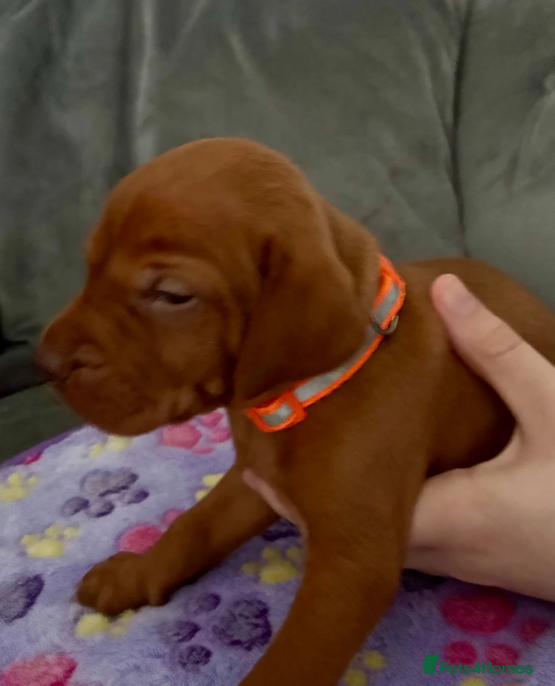 Hungarian Vizsla dogs for sale: Hungarian Vizsla Puppies - Advert 1