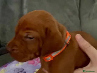 Hungarian Vizsla dogs Hungarian Vizsla Puppies - Advert 1