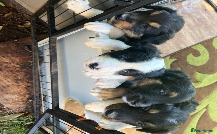 Border Collie dogs - Advert 15