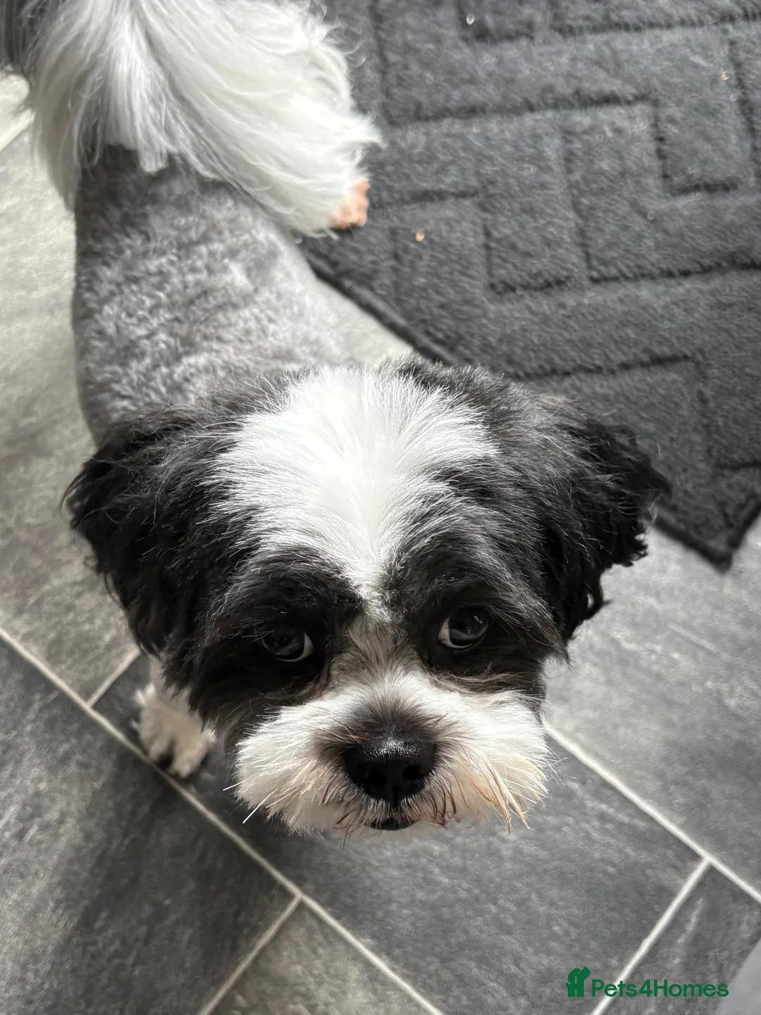 Lhasa Apso dogs for stud: KC registered Lhasa for stud - Advert 3