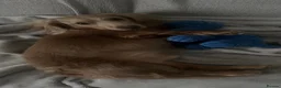 Miniature Dachshund dogs for stud: Long-Haired Miniature Dachshund Stud– Isabella Tan - Advert 8