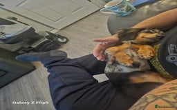 Dachshund dogs for sale: TWO DAUSHUNDS - Image 39