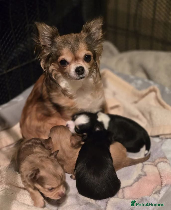 Chihuahua dogs Beautiful Puppies Looking for Loving Homes - Advert 18