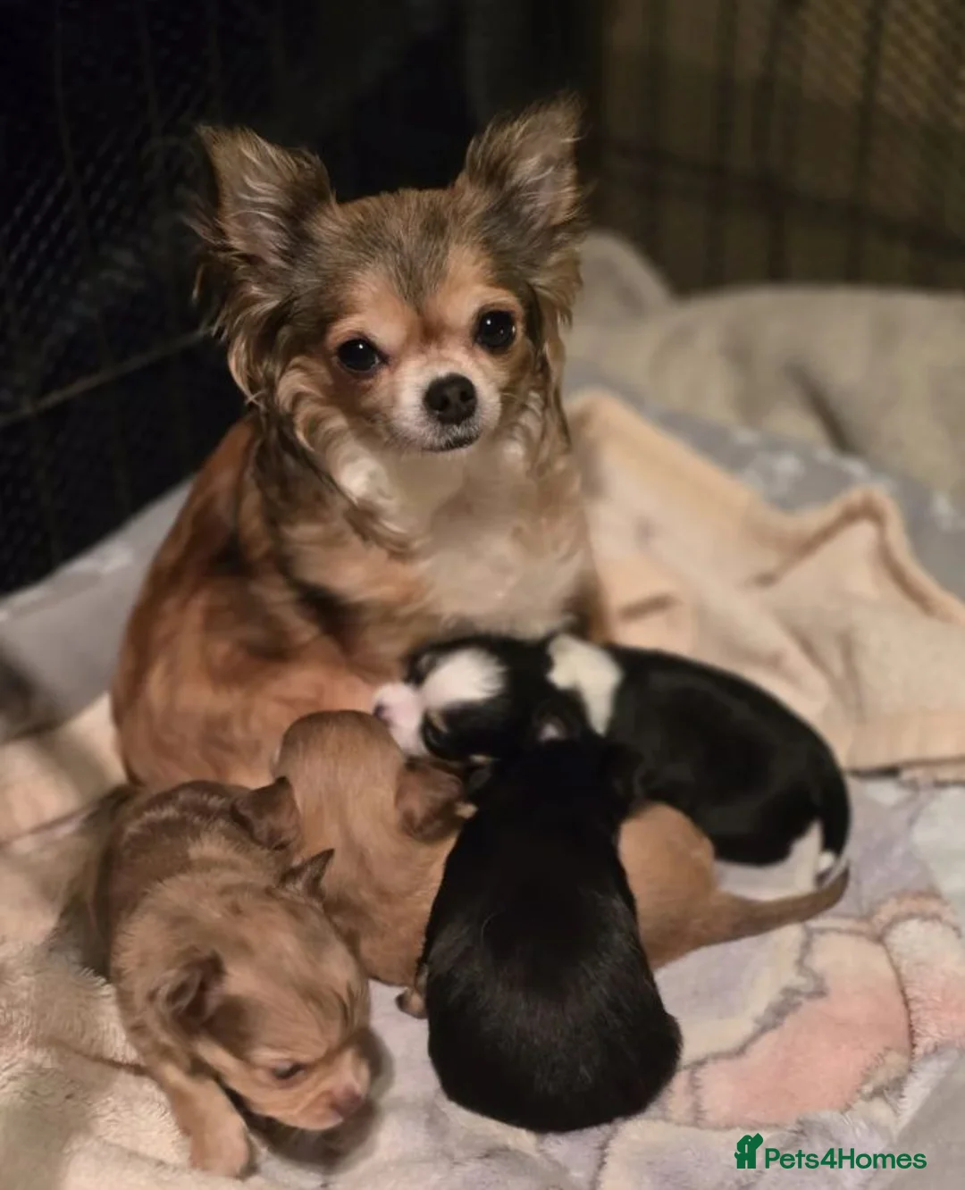 Chihuahua dogs for sale: Beautiful Puppies Looking for Loving Homes - Advert 1