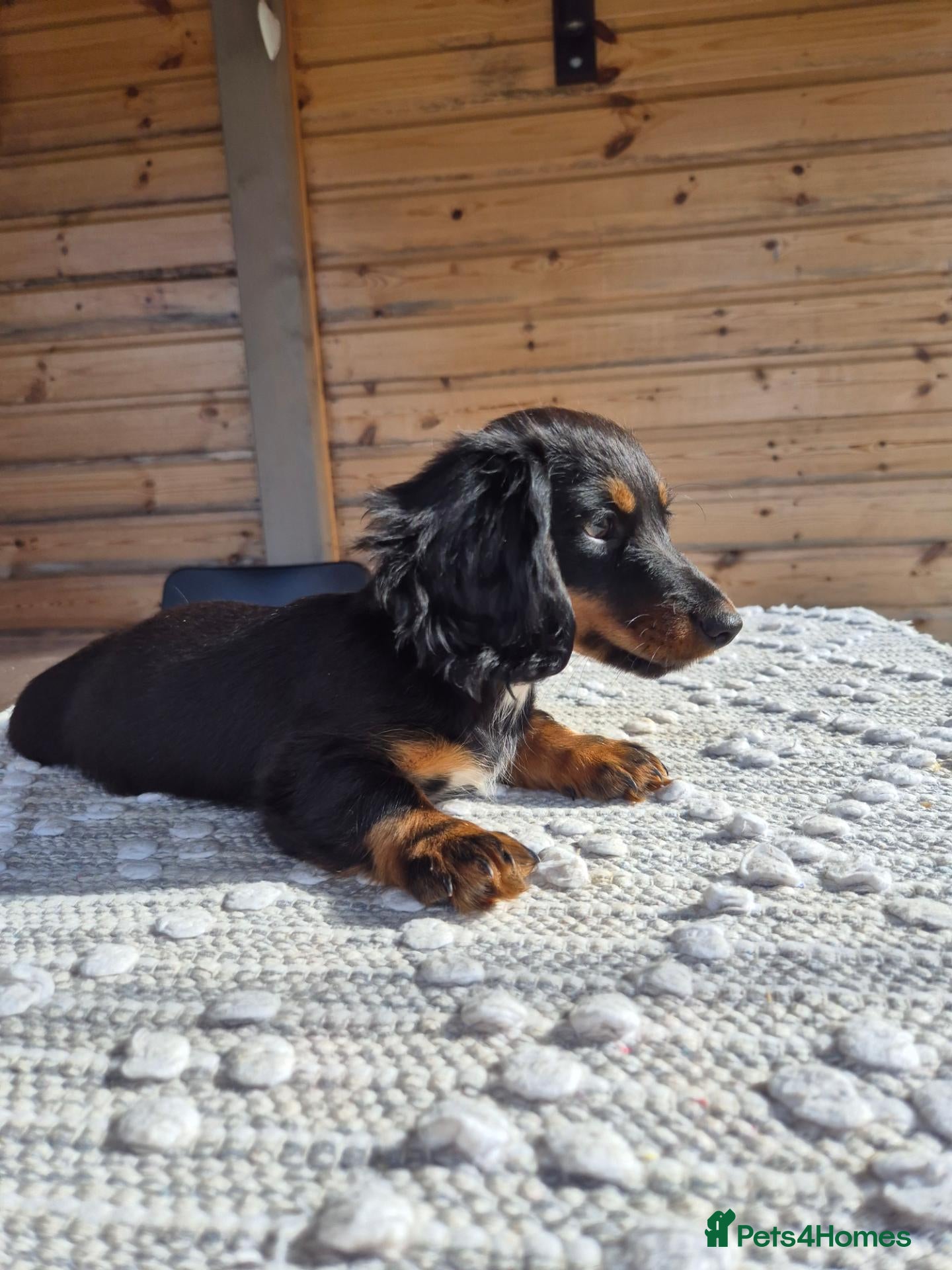 Miniature Dachshund dogs Beautiful Miniature Dachshund Ready to leave!♥️💙 - Advert 14