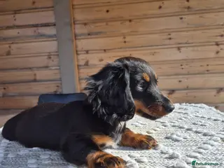 Miniature Dachshund dogs Beautiful Miniature Dachshund Ready to leave!♥️💙 - Advert 14