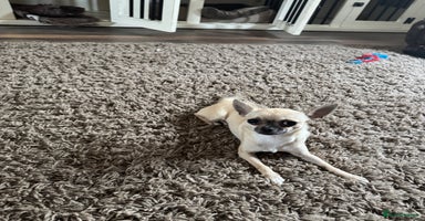 Chihuahua dogs - Advert 4