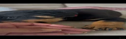 Rottweiler dogs for sale: Stunning litter of Rottweiler babies  - Advert 9