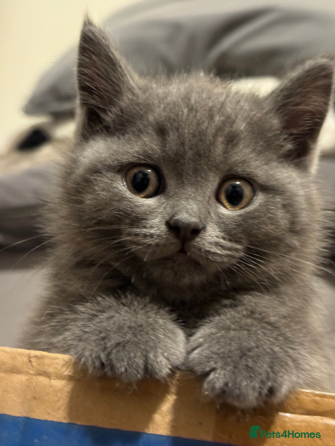 Scottish Fold cats for sale: Amazing Kittens Waiting for You! Just 2 left🥰 - Image 26