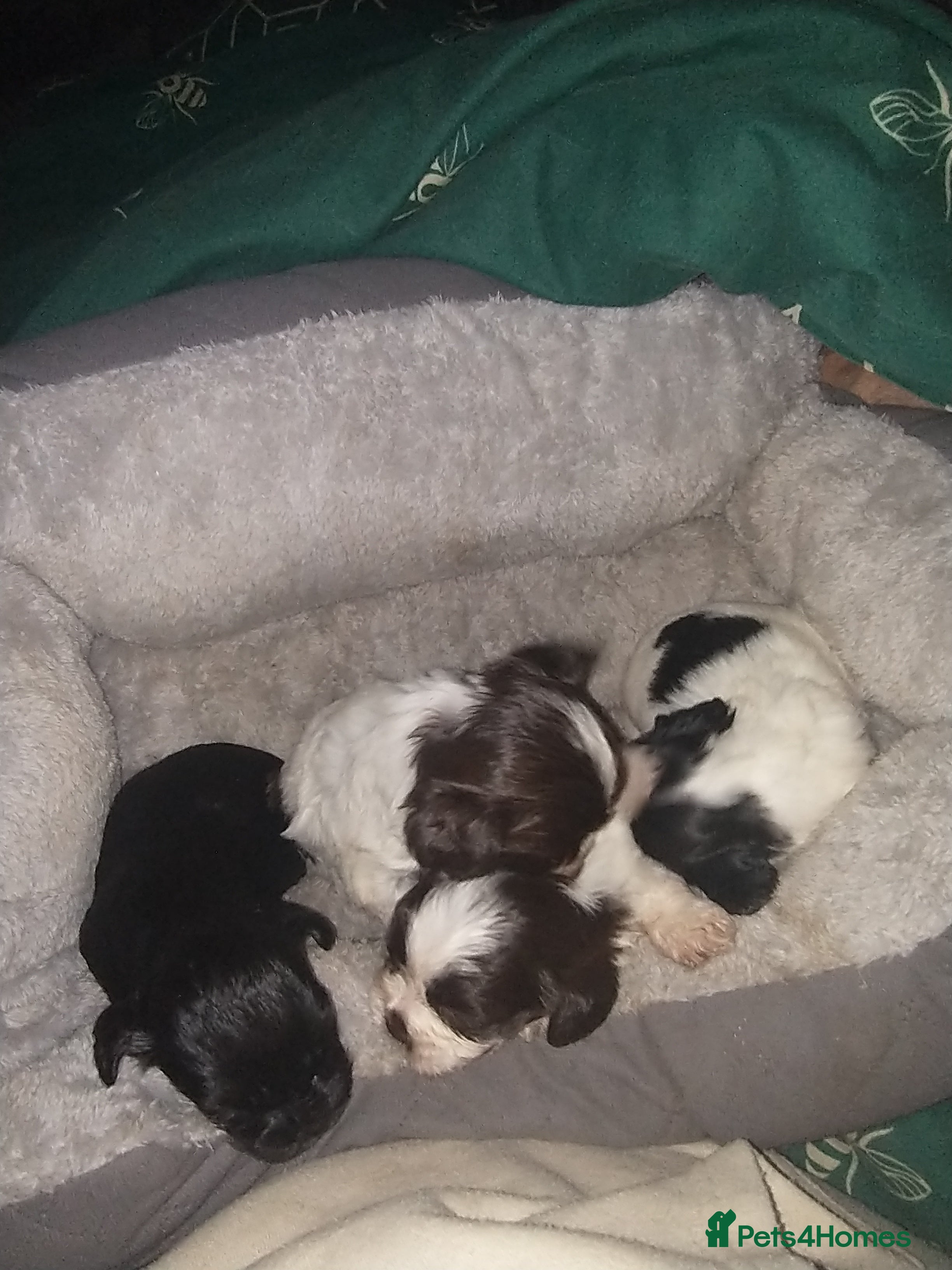 Mixed Breed dogs Cocker-zu  - Advert 14