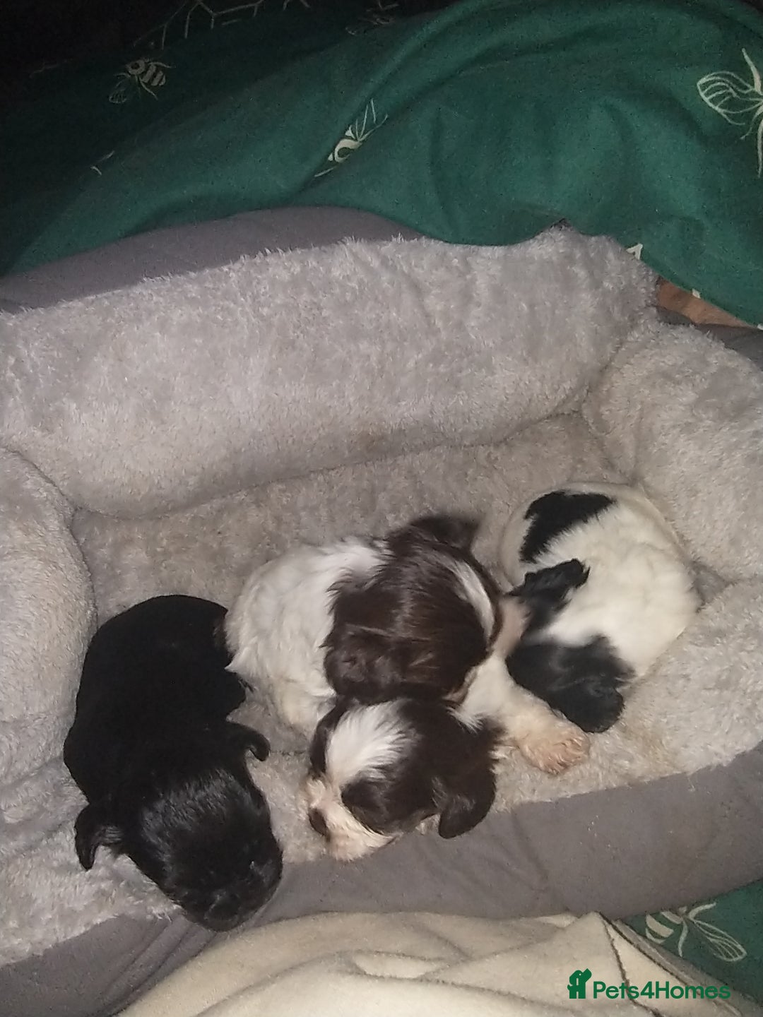 Mixed Breed dogs for sale: Cocker-zu  - Advert 1