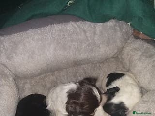 Mixed Breed dogs Cocker-zu - Advert 3