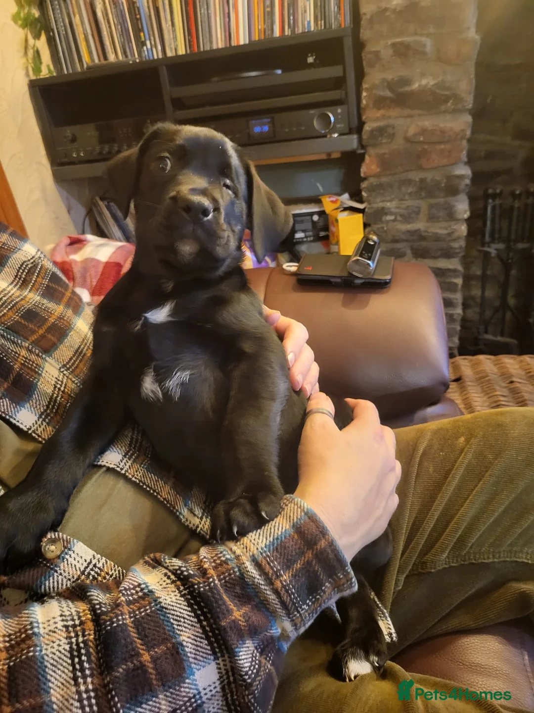 Mixed Breed dogs for sale: Cane Corso X Newfoundland/Labrador Puppies - Advert 18