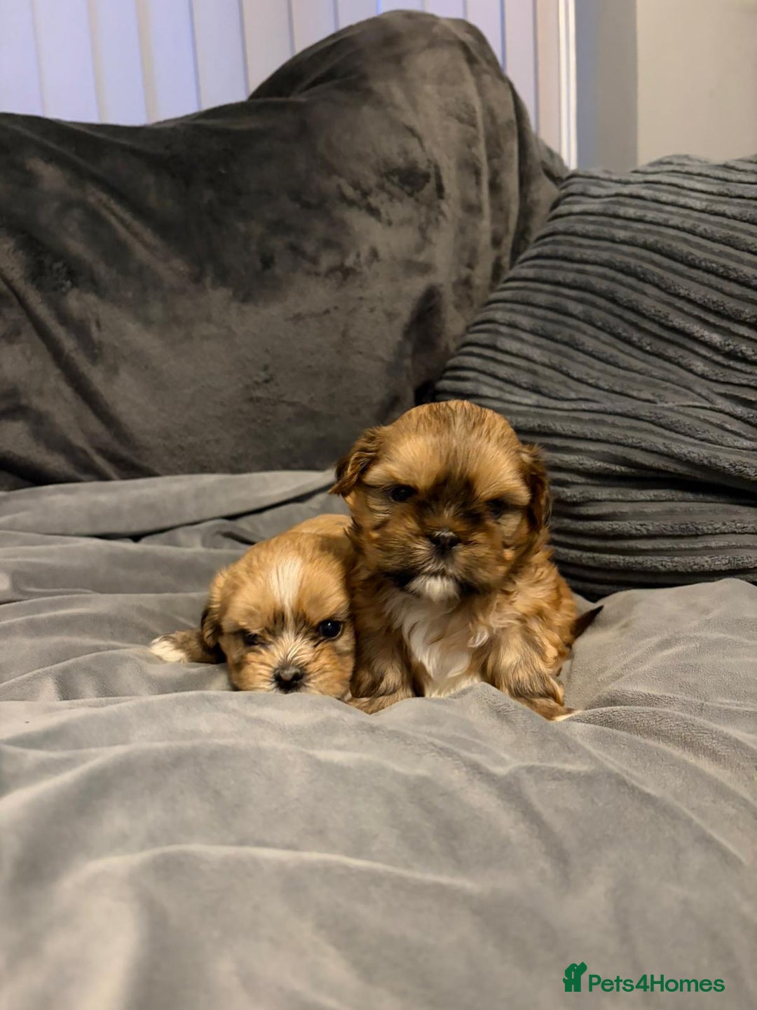 Shih Tzu dogs for sale: Gorgeous litter of shih tzu pups  - Advert 17