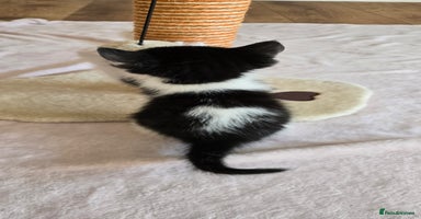 Mixed Breed cats - Advert 3