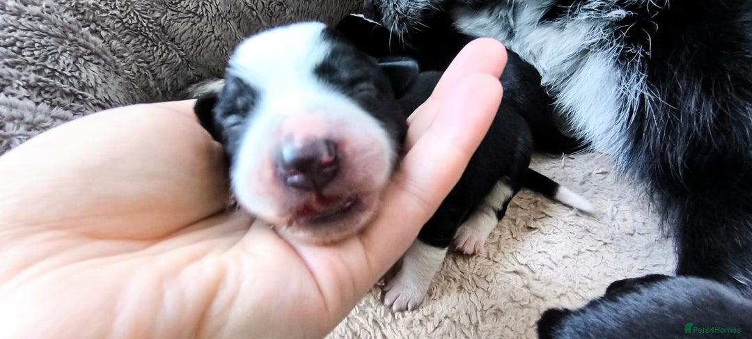 Border Collie dogs for sale: Border Collie Puppies - Image 5
